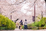 Two people walk underneath pink cherry blossom trees