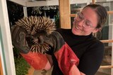 A woman in glasses and red and black gloves holds an echidna.