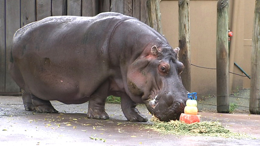 Australia's oldest and much-loved hippopotamus Brutus dies at Adelaide ...