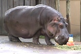 A hippo at a zoo feeds.