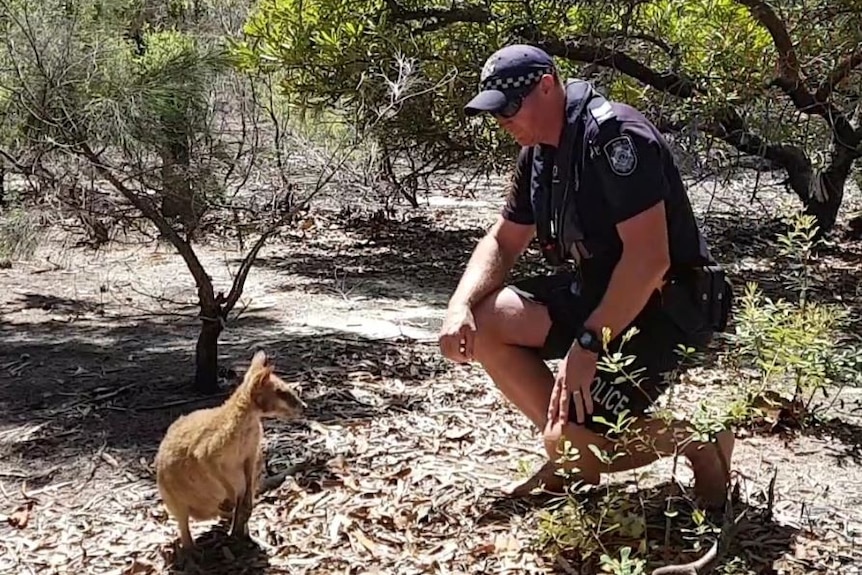 Wallaby rescued off North Stradbroke Island