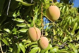 Ripening mangoes hanging on a tree.