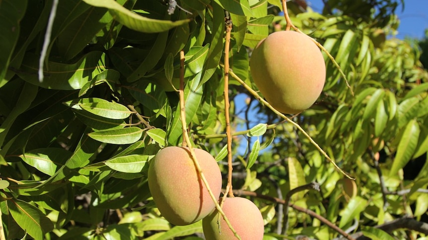 Ripening mangoes hanging on a tree.