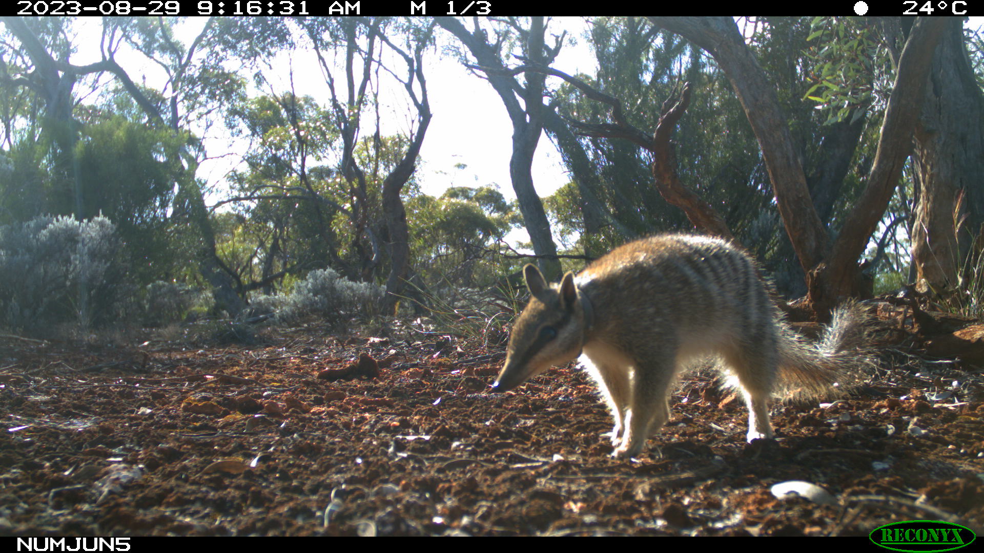 A numbat in the wild.