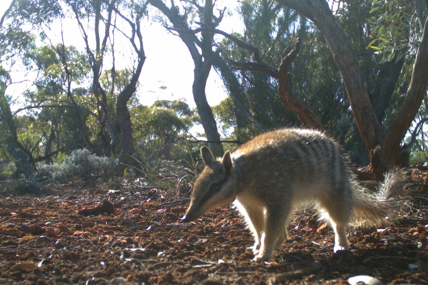 A numbat in the wild.