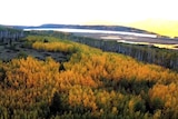 A huge forest of yellow trees growing near a lake.