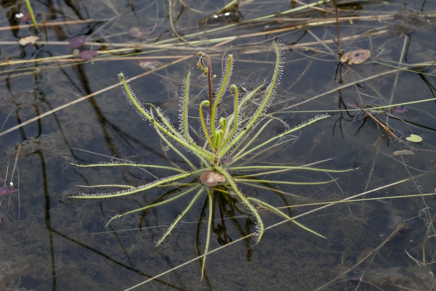 Drosera aquatica at Girraween Lagoon Howard Springs in Northern Territory