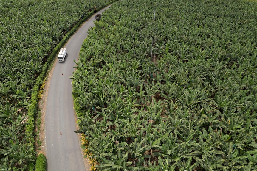 An aerial view shows a white truck and a black truck driving on a curved road through a banana plantation.