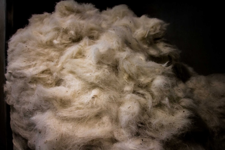 A pile of cashmere goat hair before it has been processed