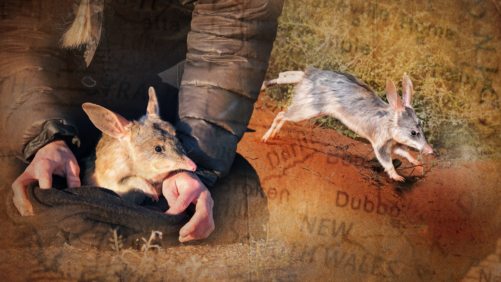 'Not on our watch': The young family living in the middle of nowhere to bring our animals back from the brink