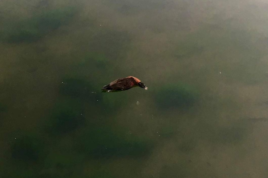 a dead duck floats on a lake in Warrnambool