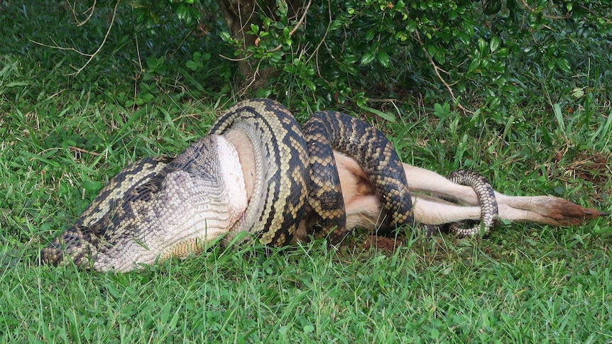 A python wraps up and attempts to eat a wallaby