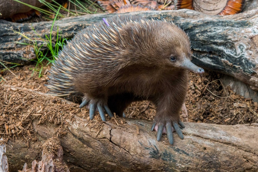 Echidna