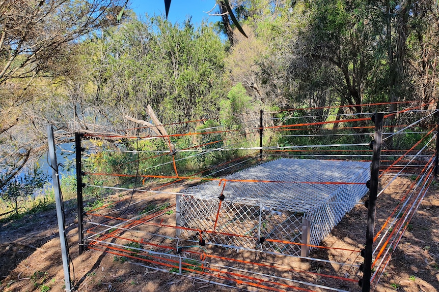 A rectangle cage surrounded by white and orange electric fencing
