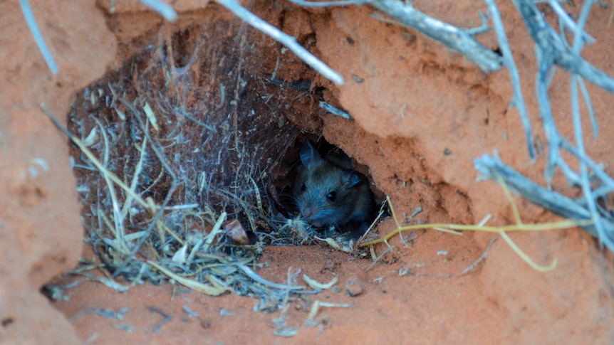 A grey mouse looks out of a burrow in red sand.