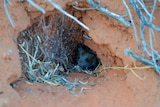 A grey mouse looks out of a burrow in red sand.