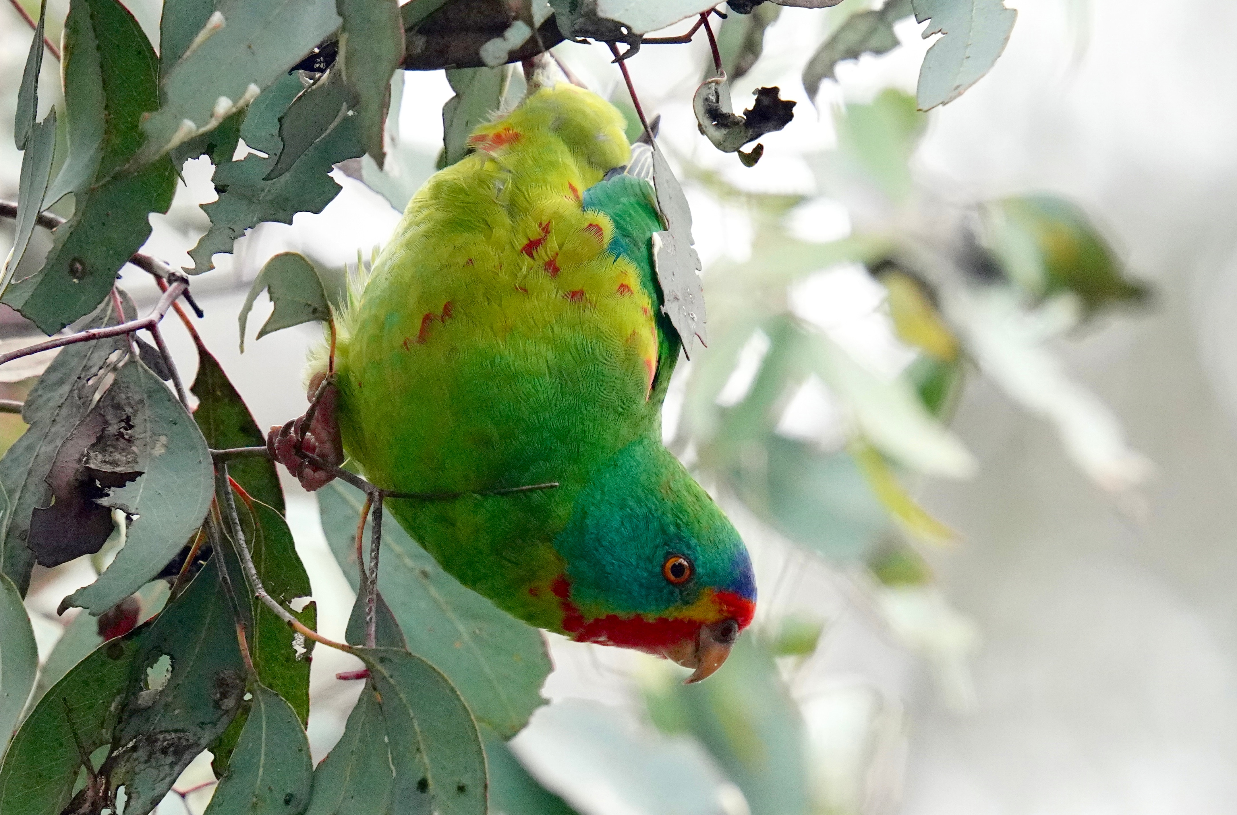 Close up image of a swift parrot in a tree