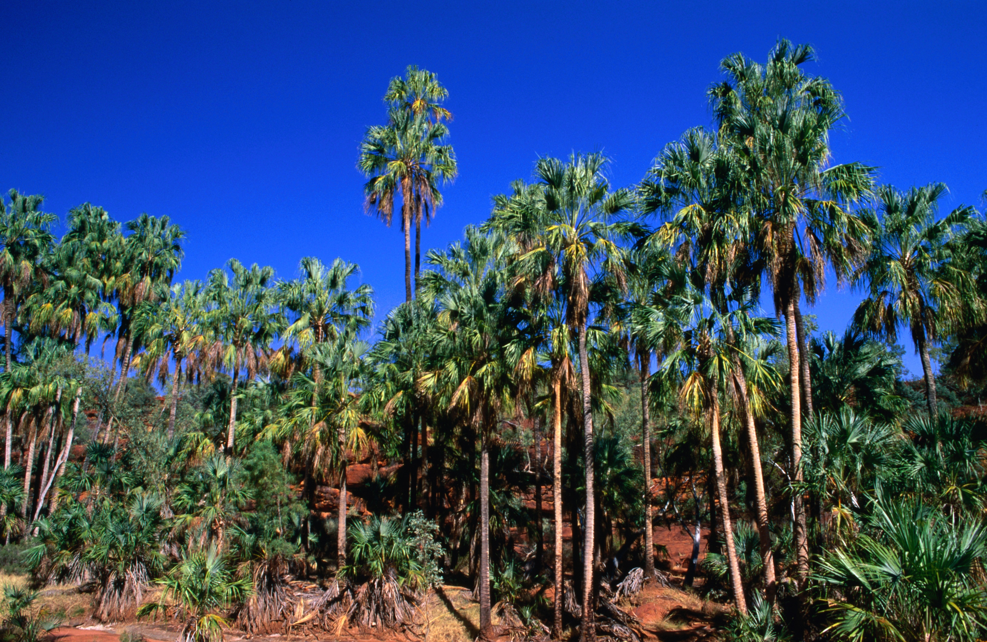 Rare Red Cabbage Palms in Palm Valley
