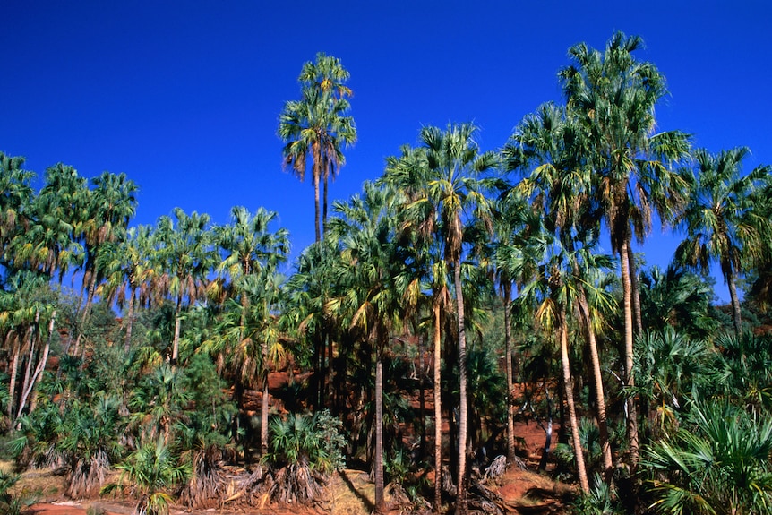 Rare Red Cabbage Palms in Palm Valley