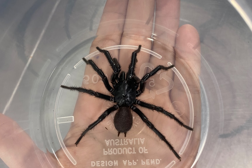 Funnel web spider