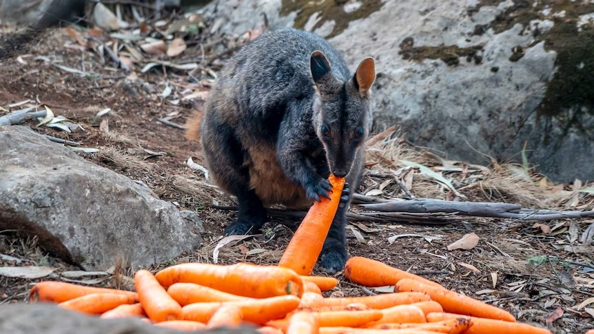 A brush-tailed rock-wallaby eats a carrot