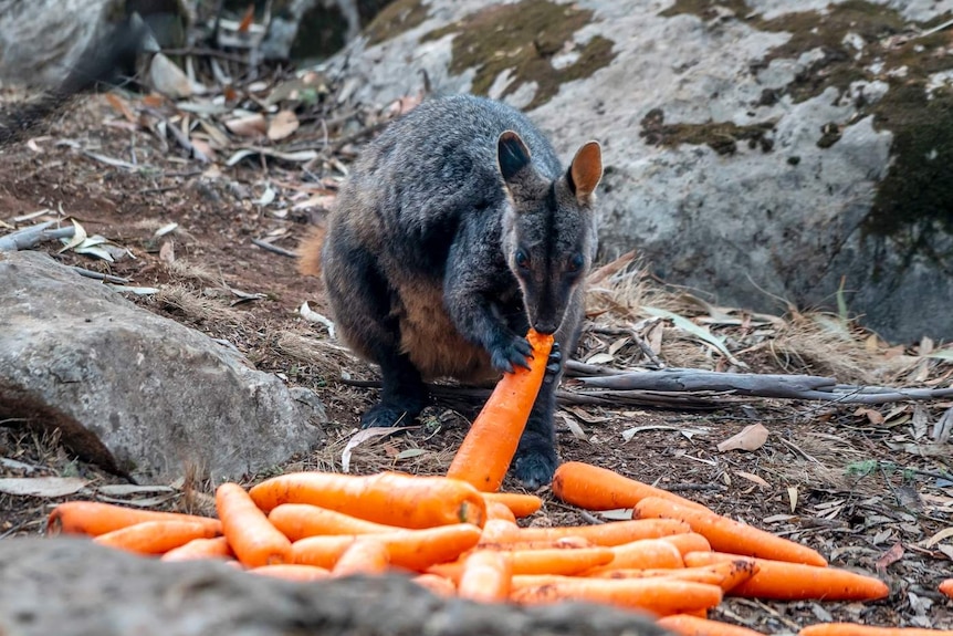 A brush-tailed rock-wallaby eats a carrot