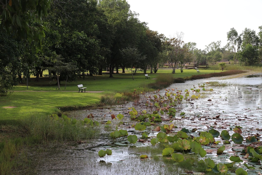 A flourishing lake covered in greenery meets a grassy bank dotted with park chairs. Trees can be seen in the background. 