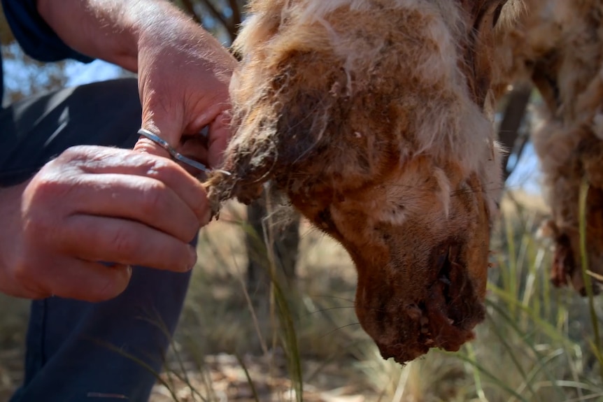 A person collects a sample of skin from a dead dingo