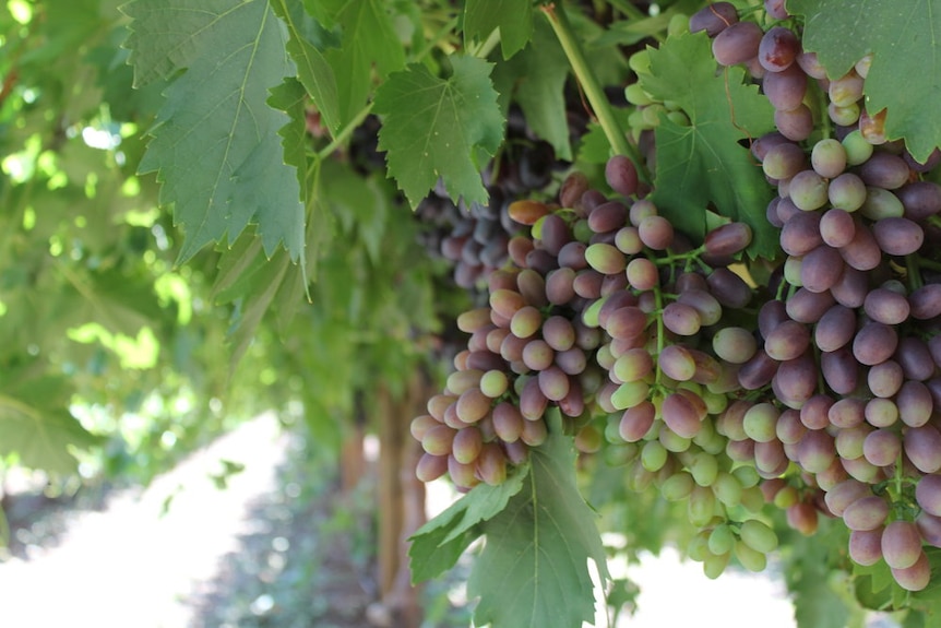 Close up photo of sweet black seedless grape on a vine at Ti Tree.