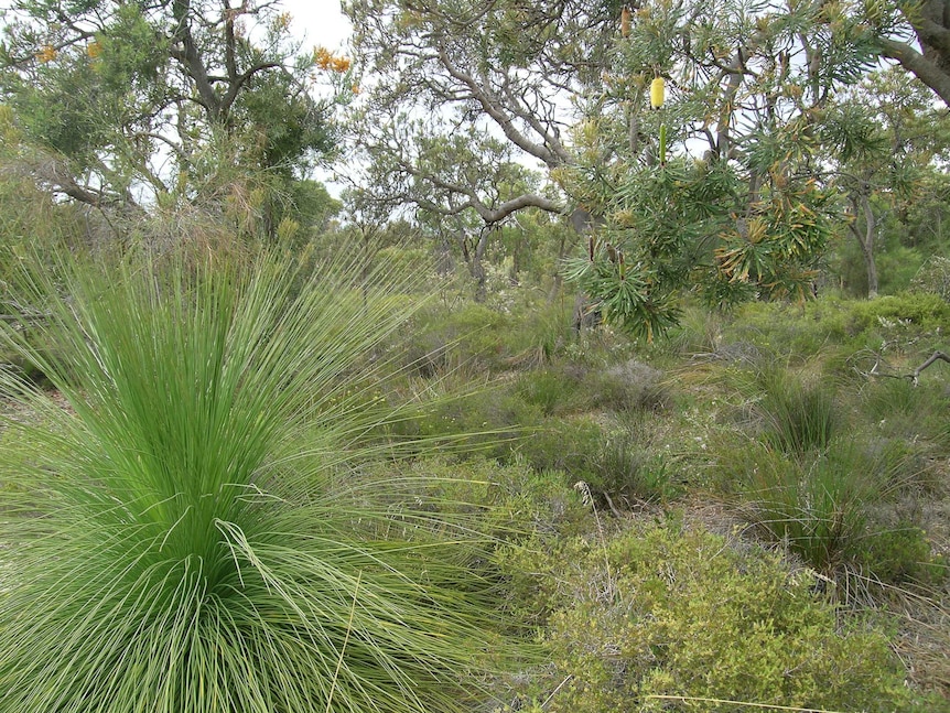 Trees and shrubs at Cottonweood Crescent Bushland Reserve.
