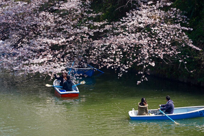 Row boats on a river under the cherry blossoms