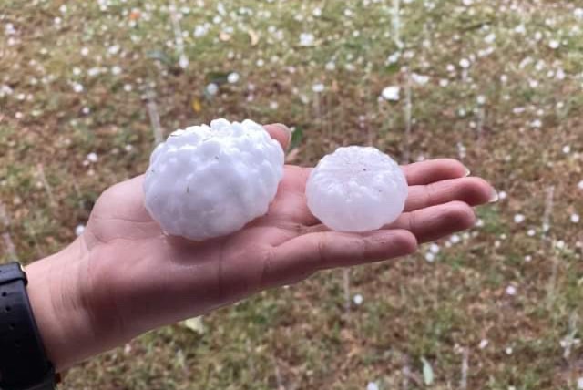 An adult hand holds two very large hail stones in its palm