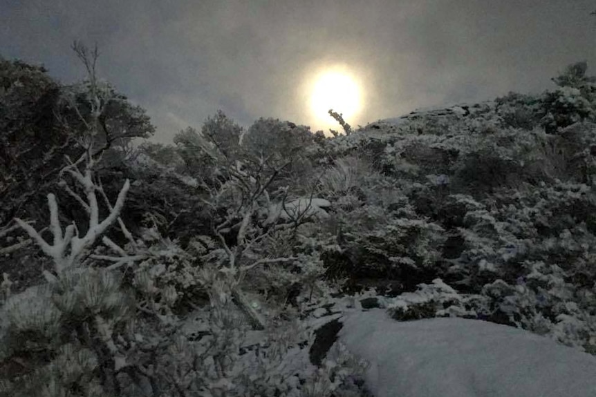 Vegetation covered in snow as the sun rises at Bluff Knoll.