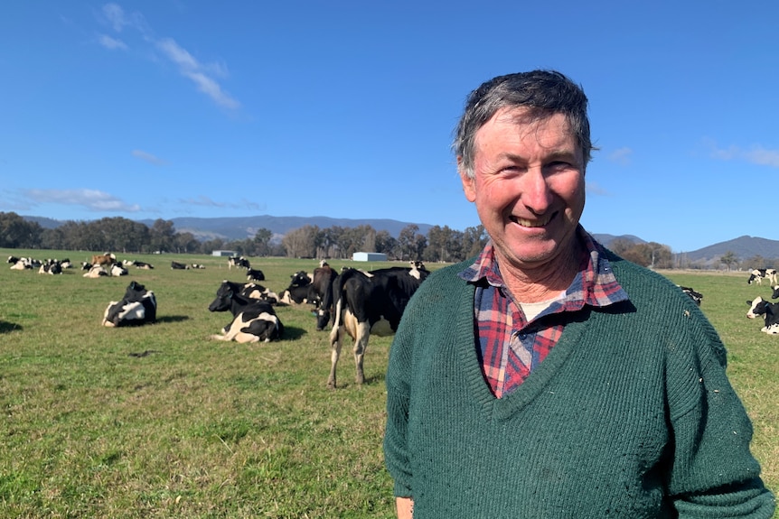 A man stands in front of dairy cows on a sunny day 