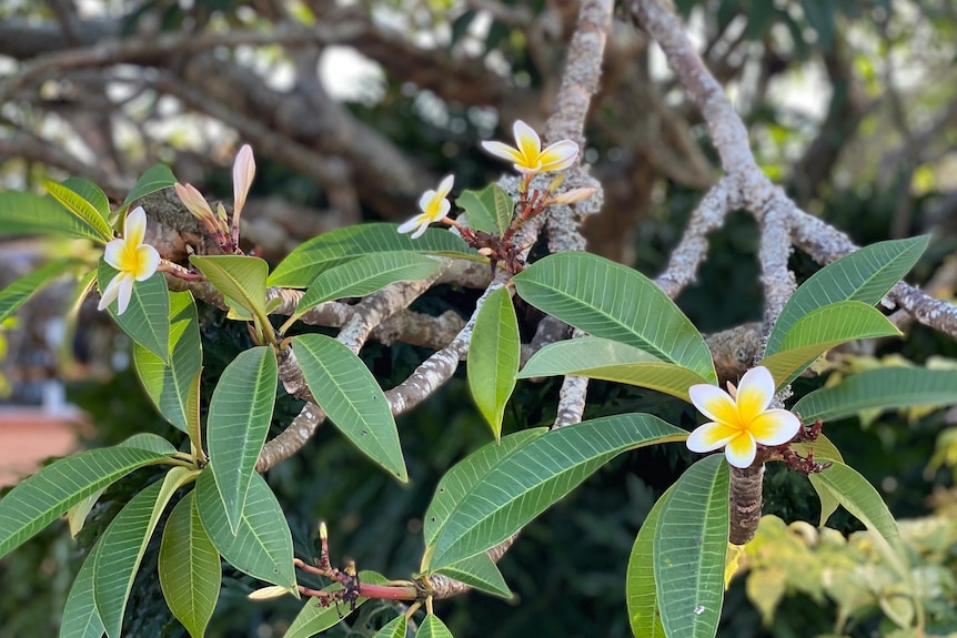 close up of a frangipani flower with white and yellow petals, gnarly branches and very large green leaves
