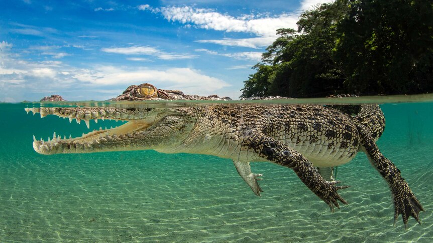 Saltwater Crocodile by Justin Gilligan