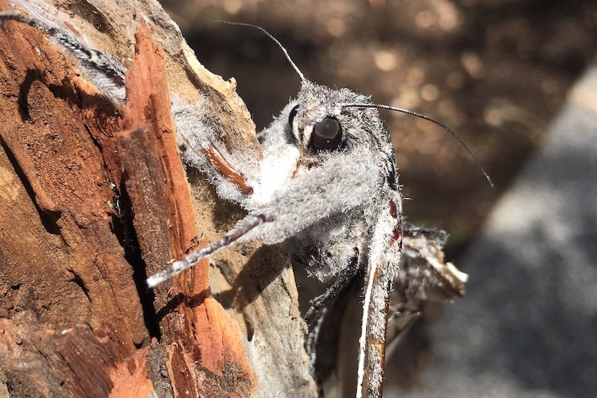 Close-up on a large moth resting on the bark of a tree.