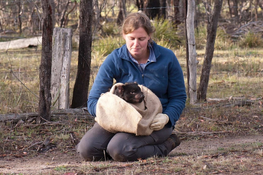 Rowena Hamer preparing to release a Tasmanian devil into the wild.