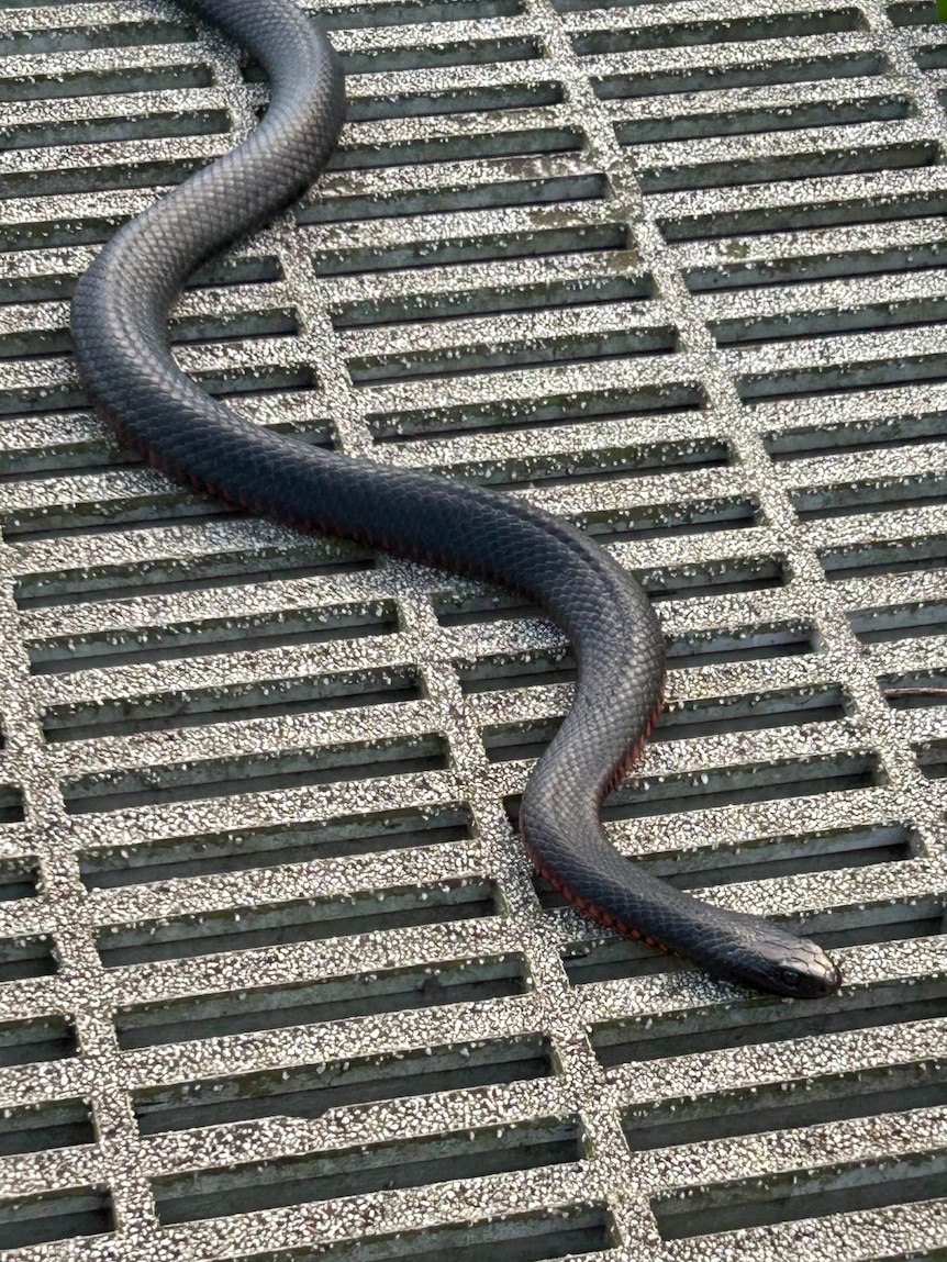 Large black snake on a concrete grate.