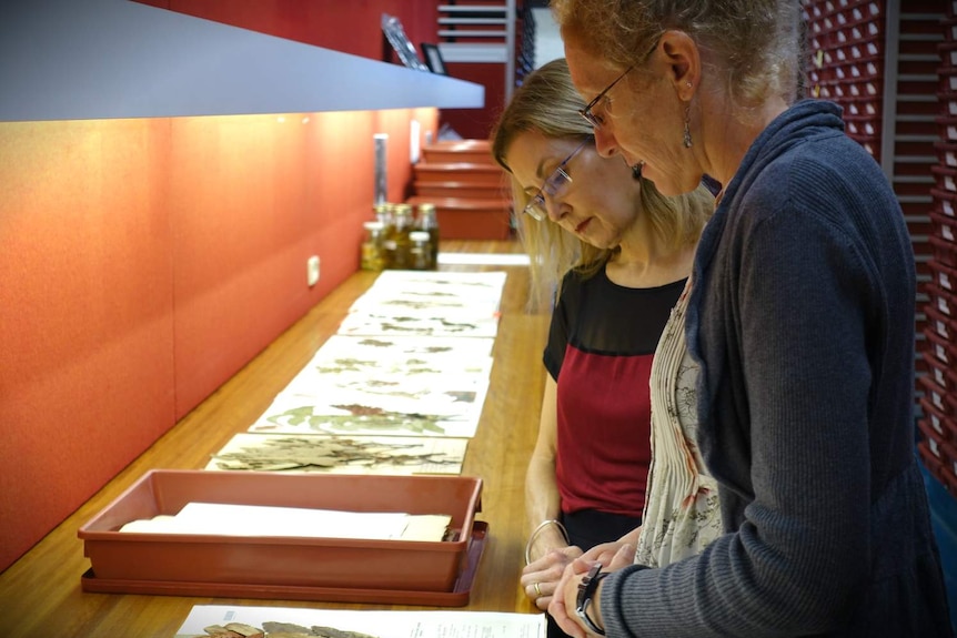 two women looking at dried leaves on paper