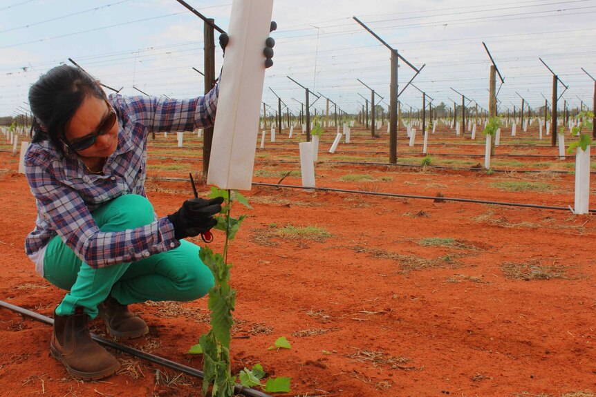 Woman fixing young grape vine plant attached to wire on red dirt.