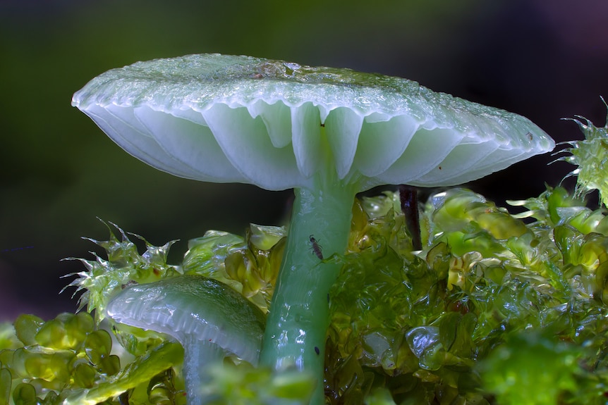 A flat, green mushroom sitting in between slimy plants