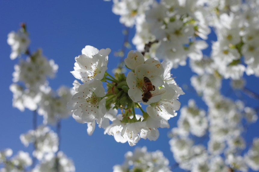A bee is seen collecting pollen from a cherry tree in Canberra