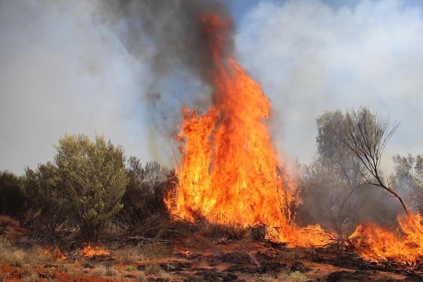 A fire burning in the Northern Territory.