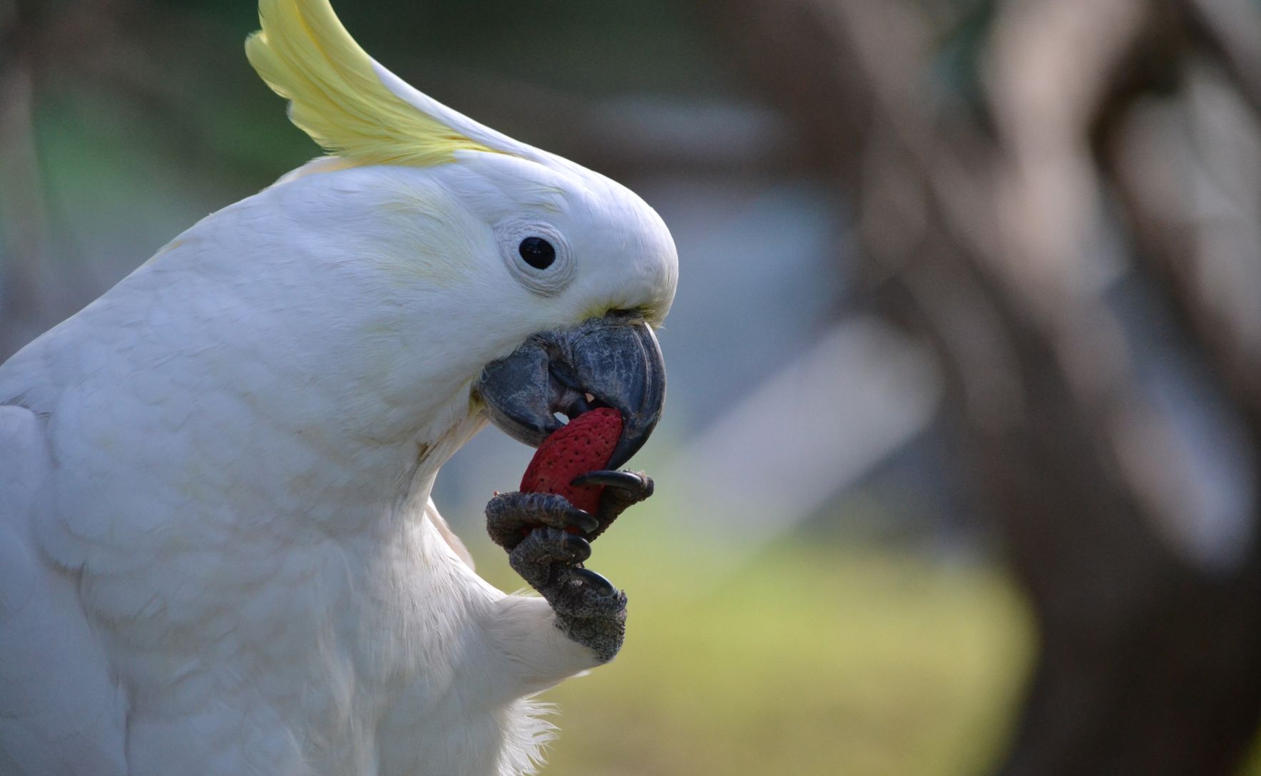 Cockatoos rely on social networks to learn what’s safe to eat