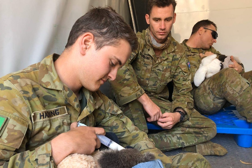 A man in his Army uniform syringe feeds an injured koala while a colleague looks on while a third man feeds another koala