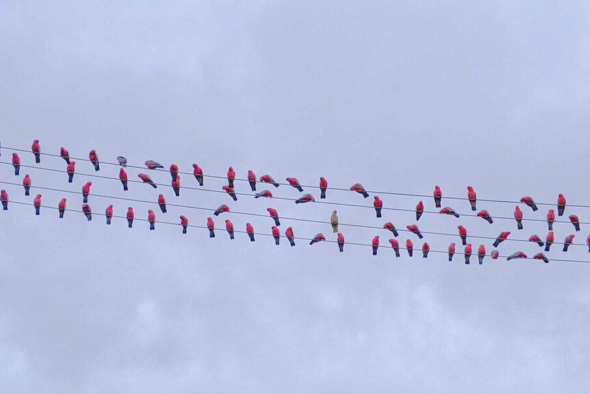 A flock of galahs sits on power lines in NSW.