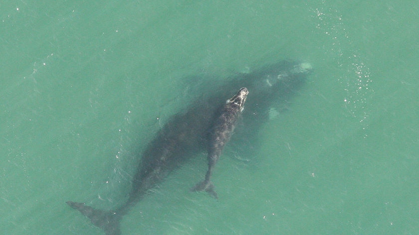 Southern right whale and calf spotted off Swansea, Tasmania