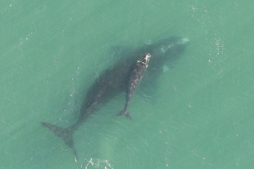 Southern right whale and calf spotted off Swansea, Tasmania