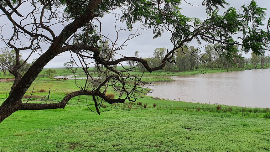 Green grass and a full billabong